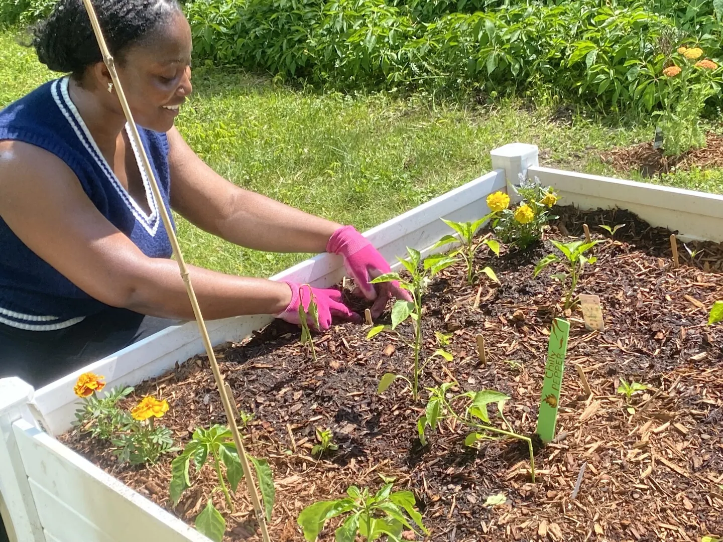 Planting peppers and marigolds in a raised bed at the Food Justice Garden volunteer day.